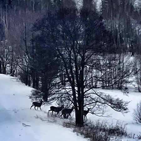 Pod Wyciagiem - Czarna Gora & Lägenhet